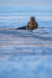 Loutre de rivière 010