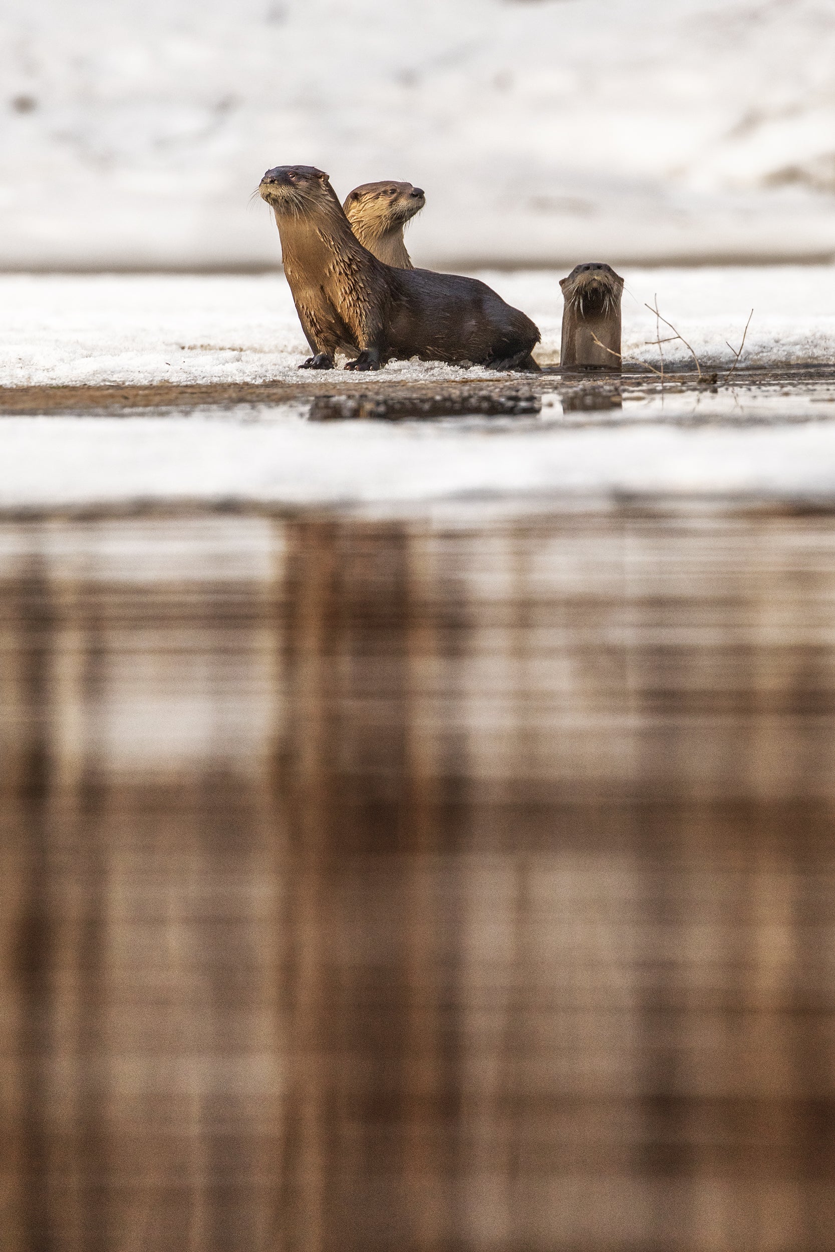 Loutre de rivière 011