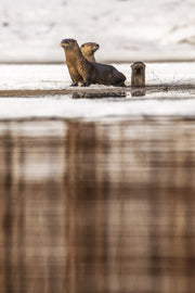 Loutre de rivière 011