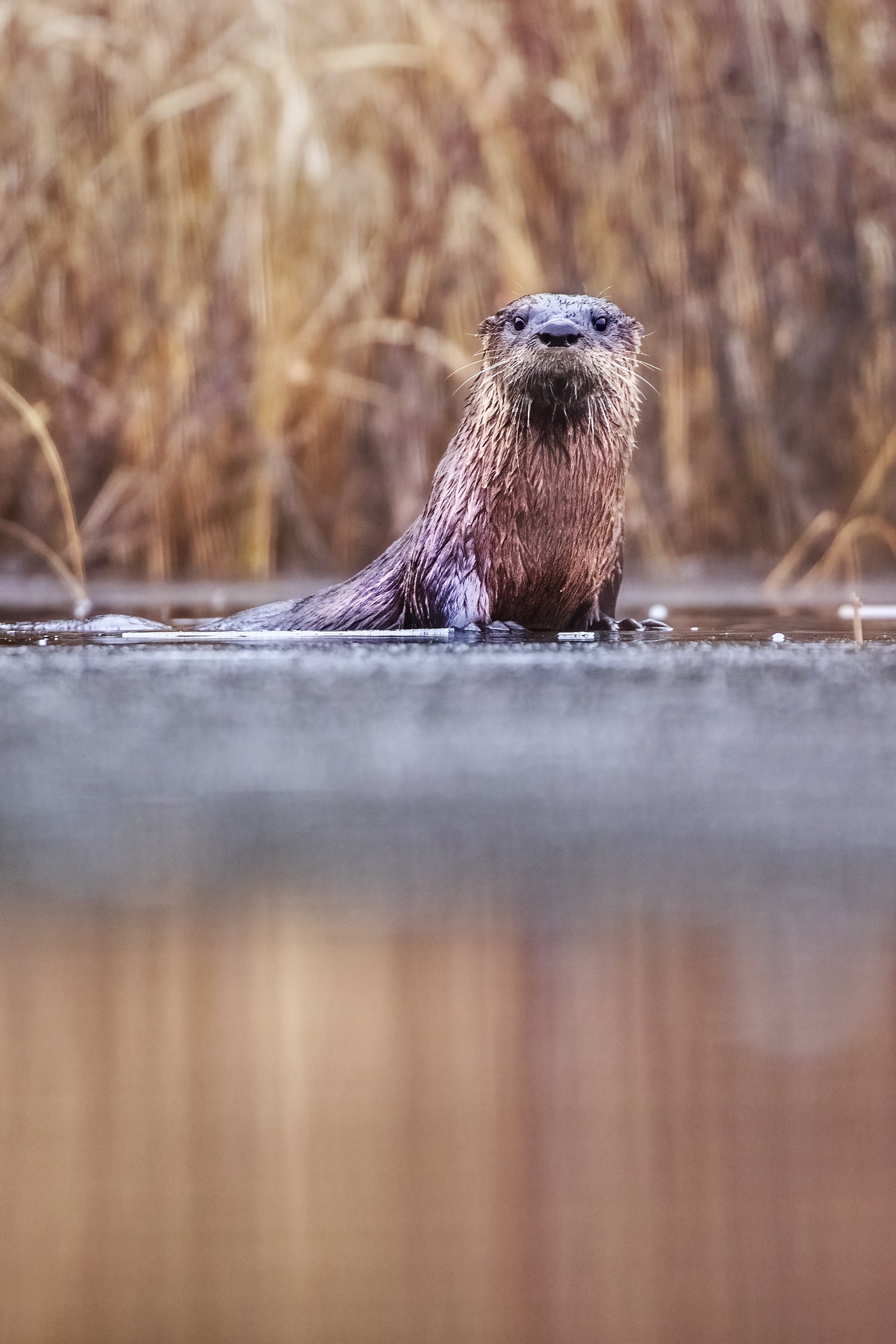 Loutre de rivière 013