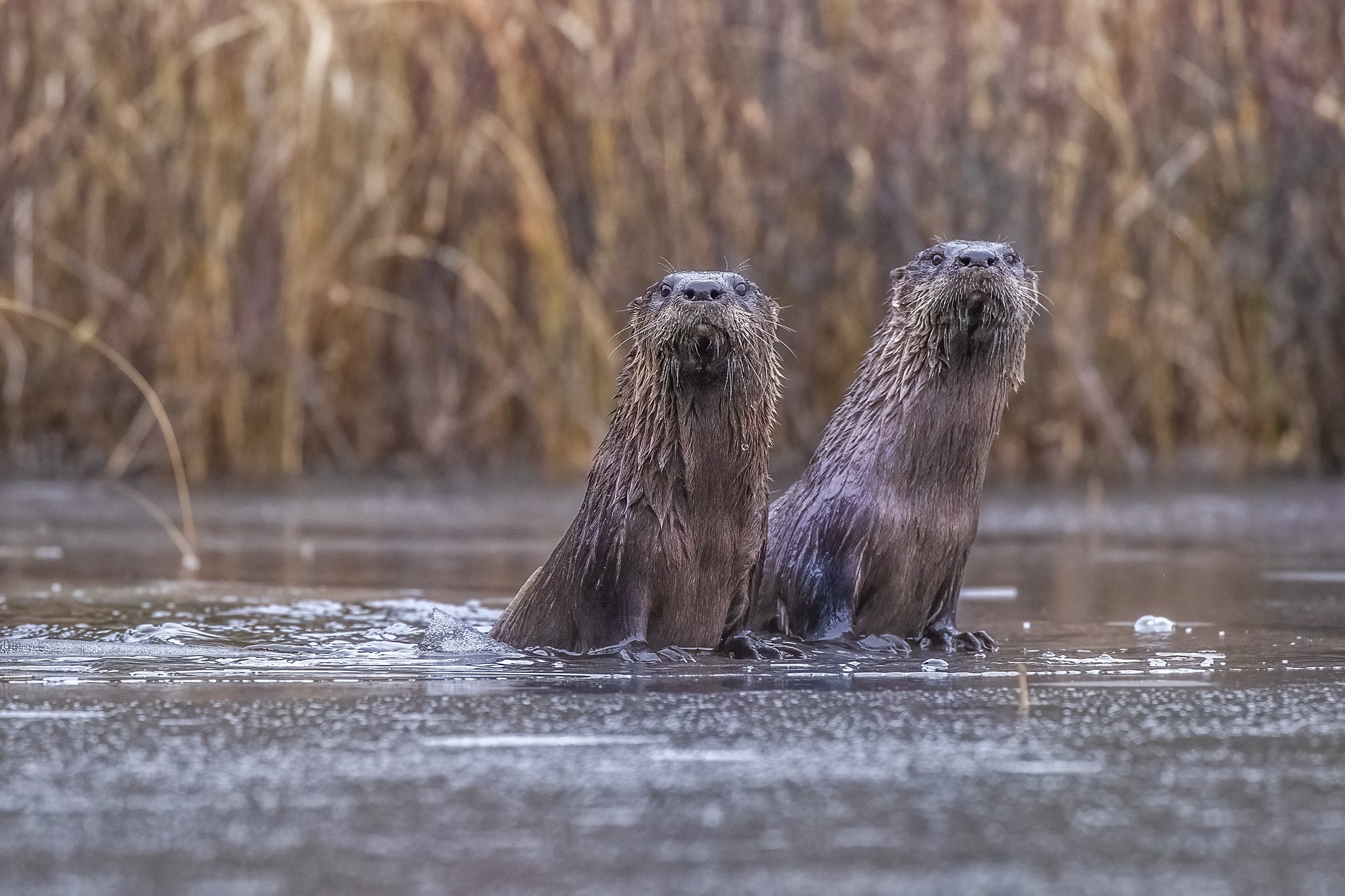 Loutre de rivière 016