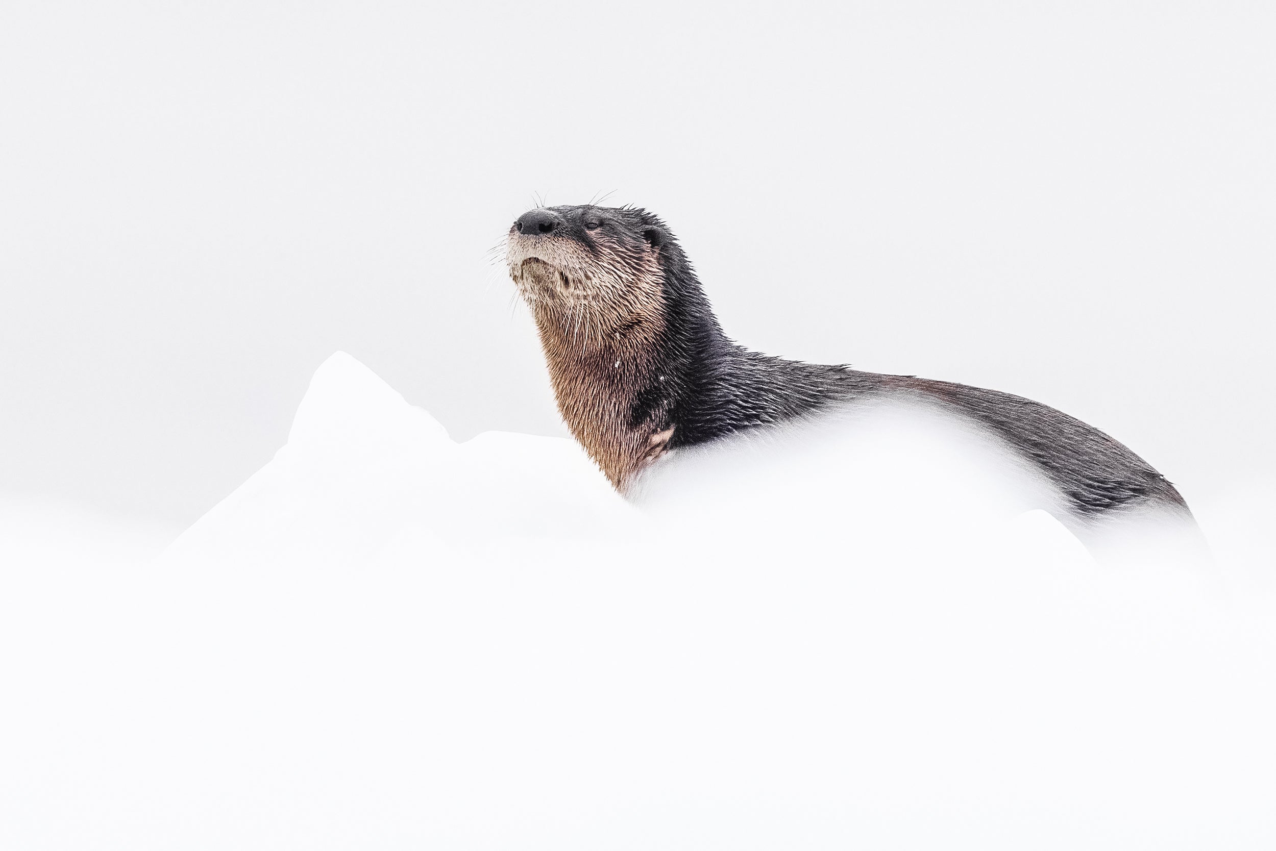 Loutre de rivière 026