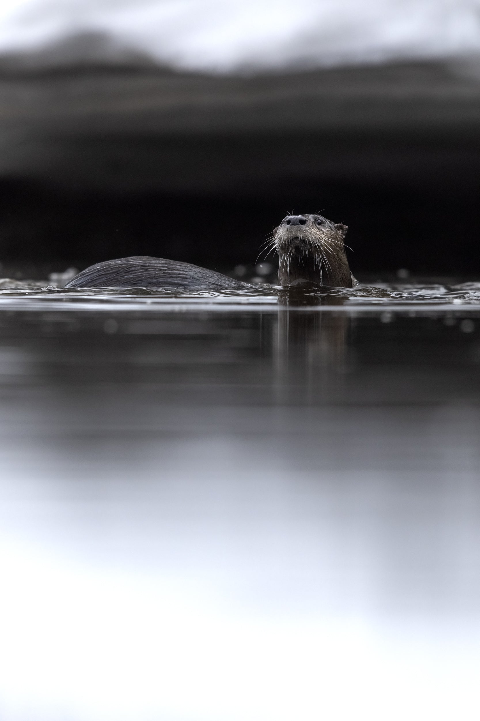 Loutre de rivière 027