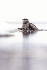 Loutre de rivière 028