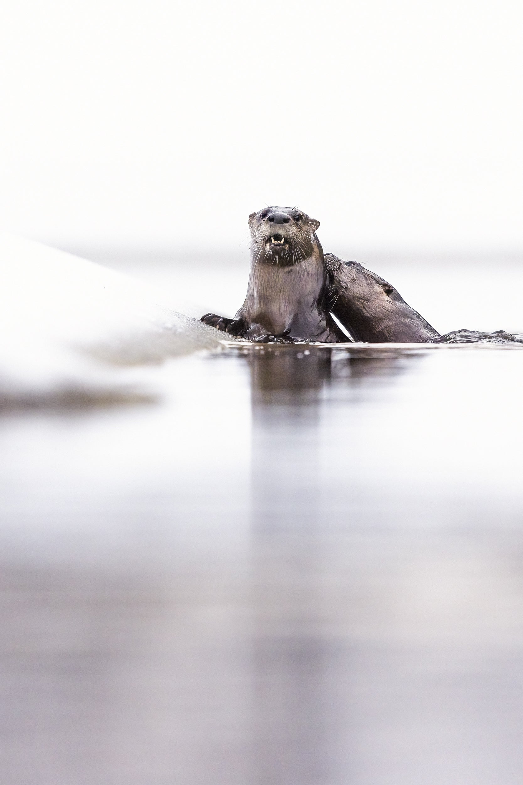 Loutre de rivière 028