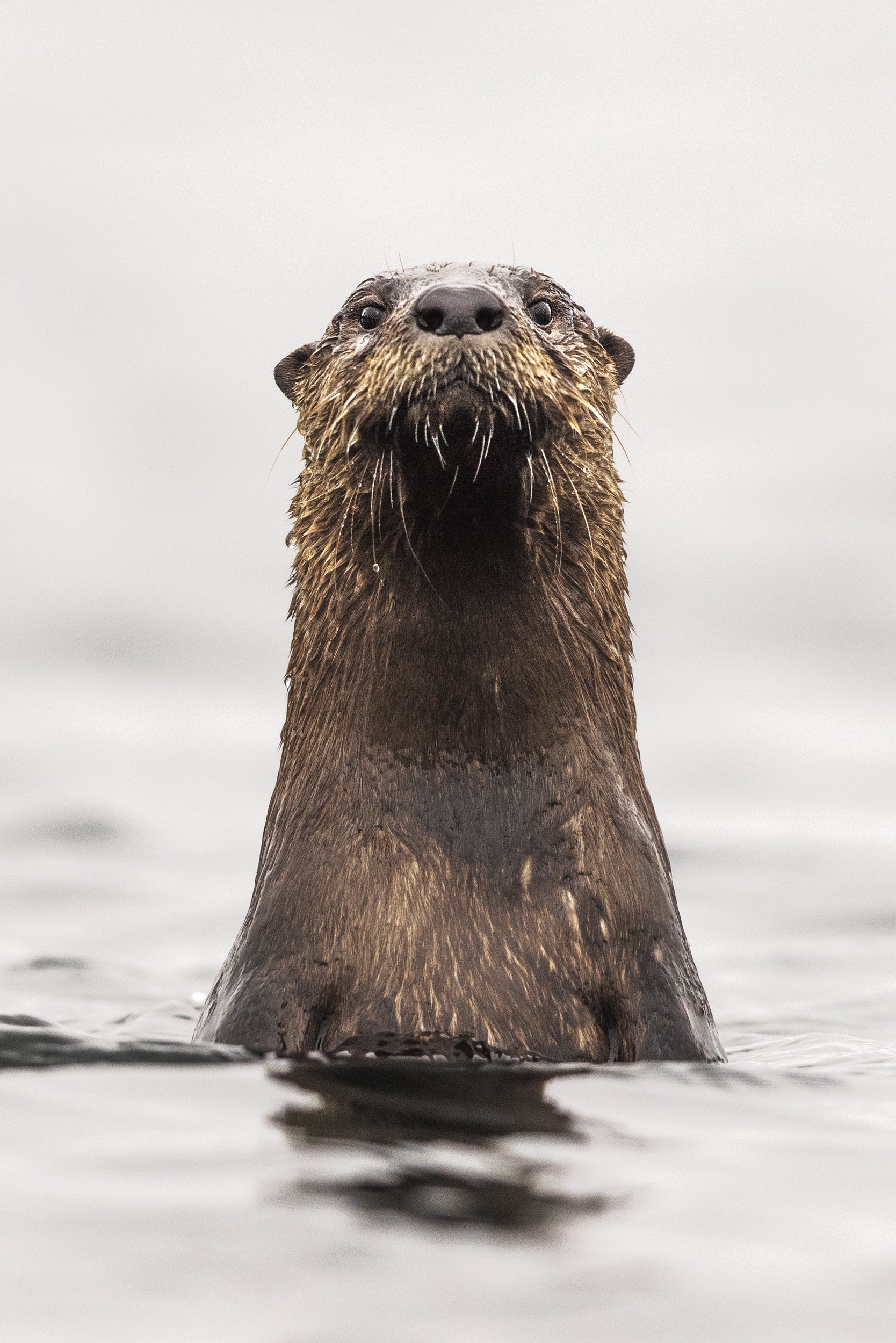 Loutre de rivière 030