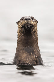 Loutre de rivière 030