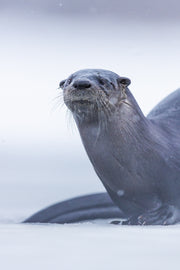 Loutre de rivière 031