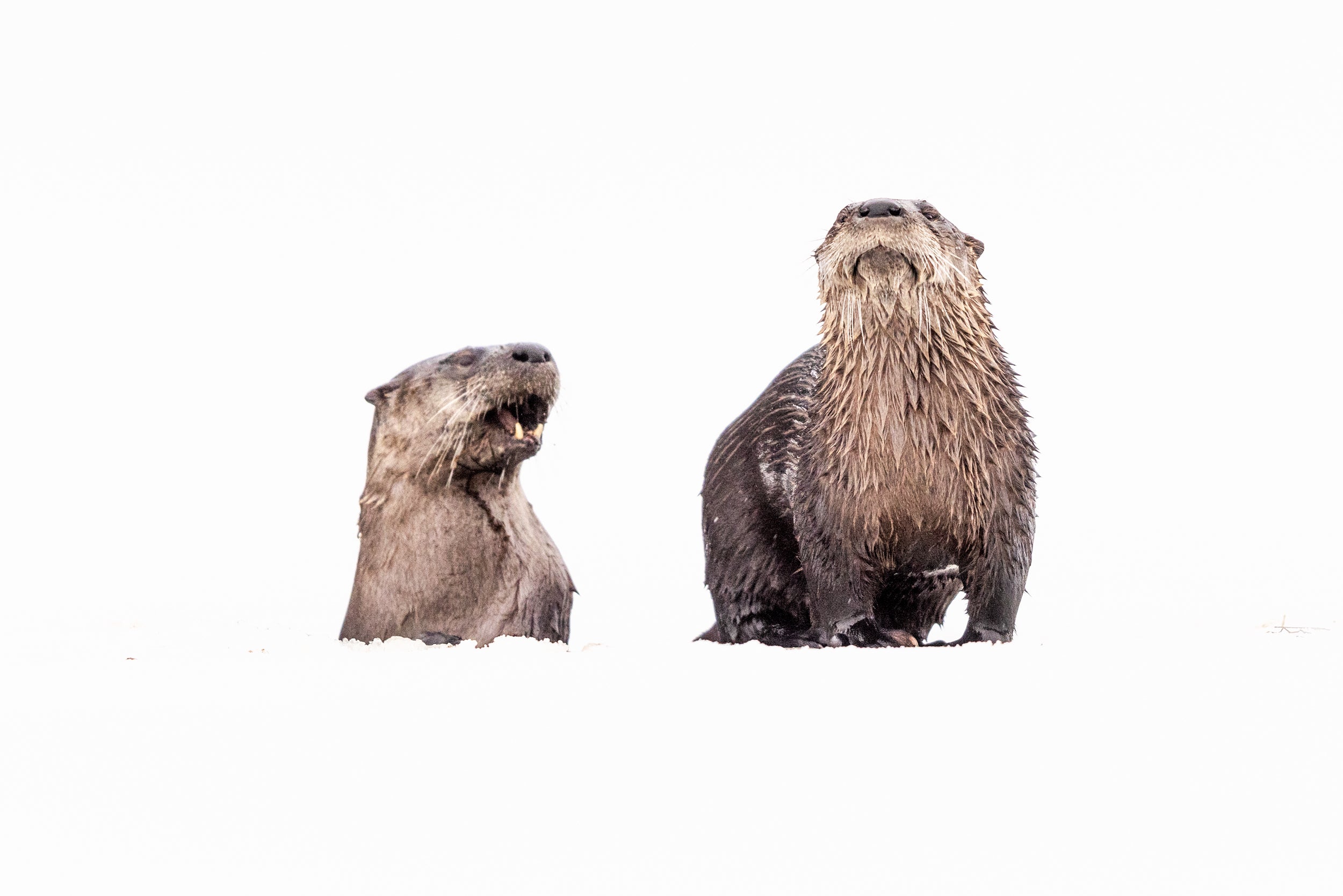 Loutre de rivière 035