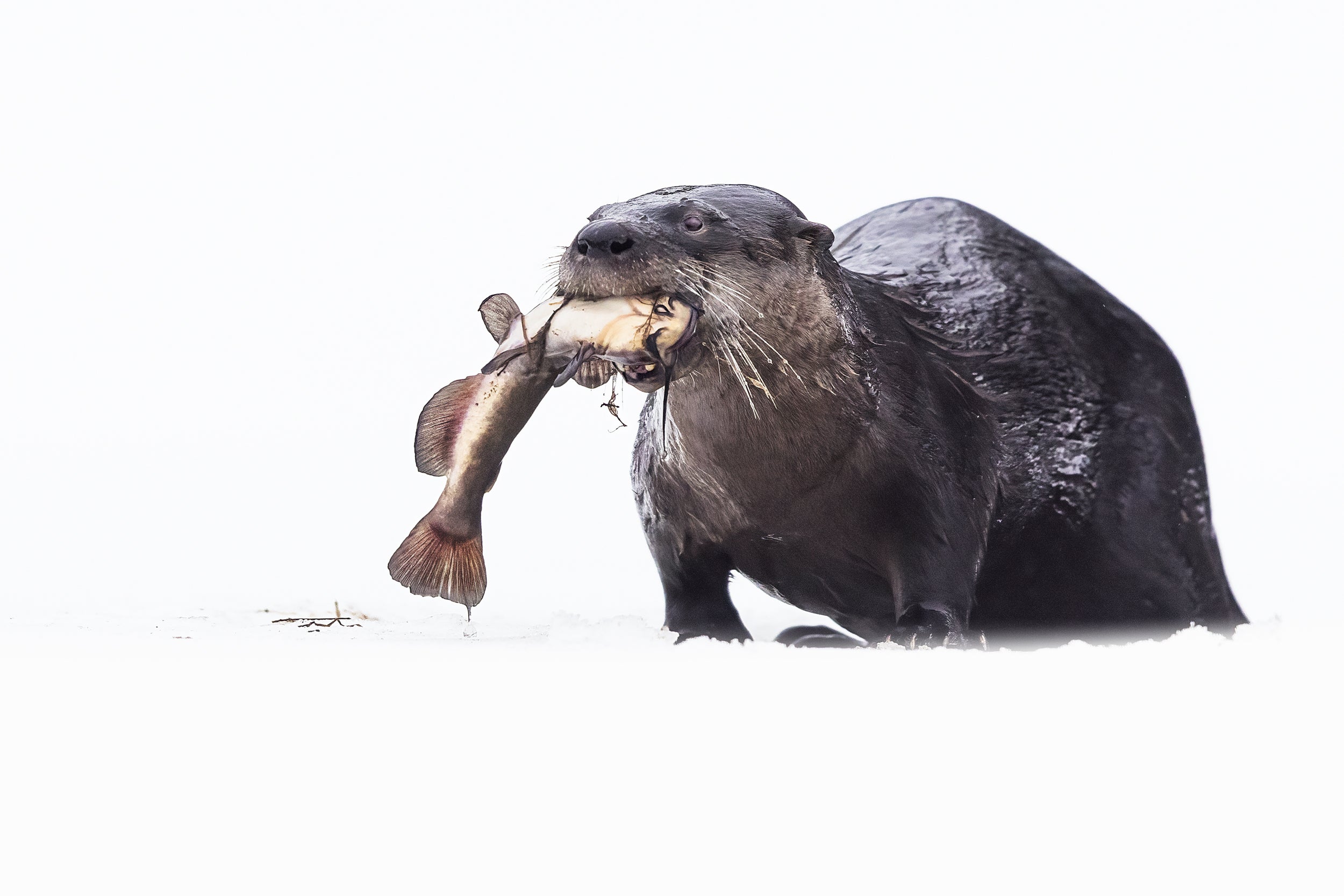 Loutre de rivière 036