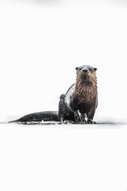 Loutre de rivière 037