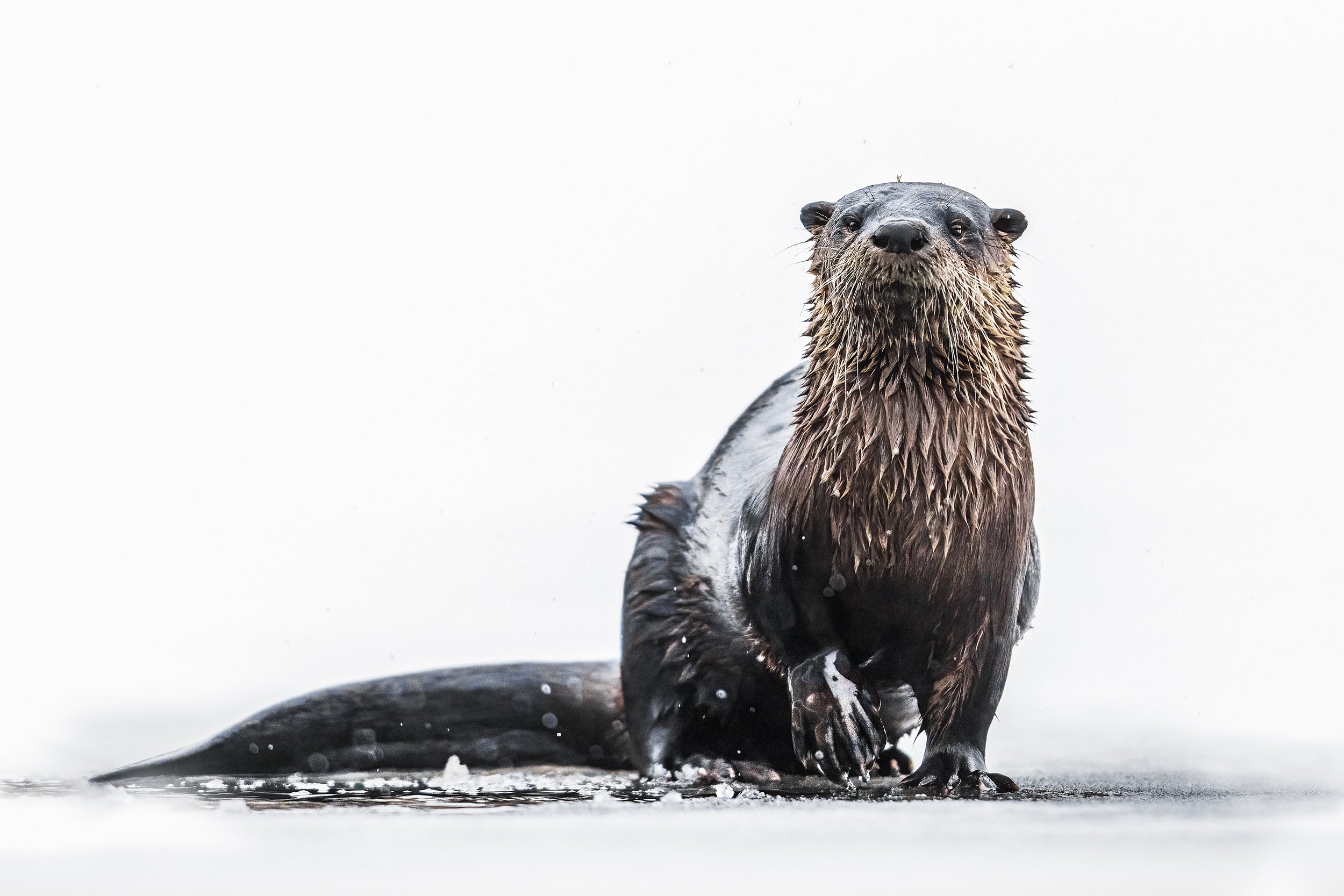 Loutre de rivière 039