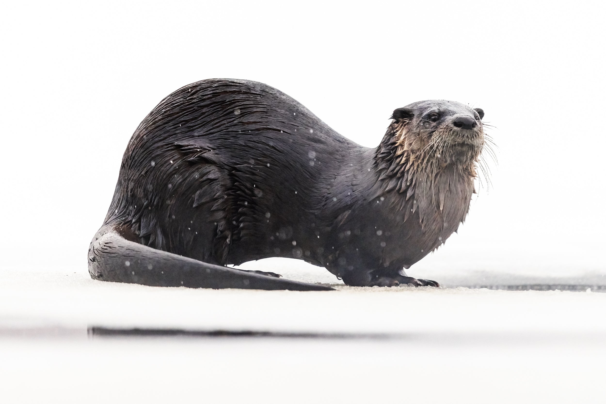 Loutre de rivière 040