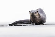 Loutre de rivière 041