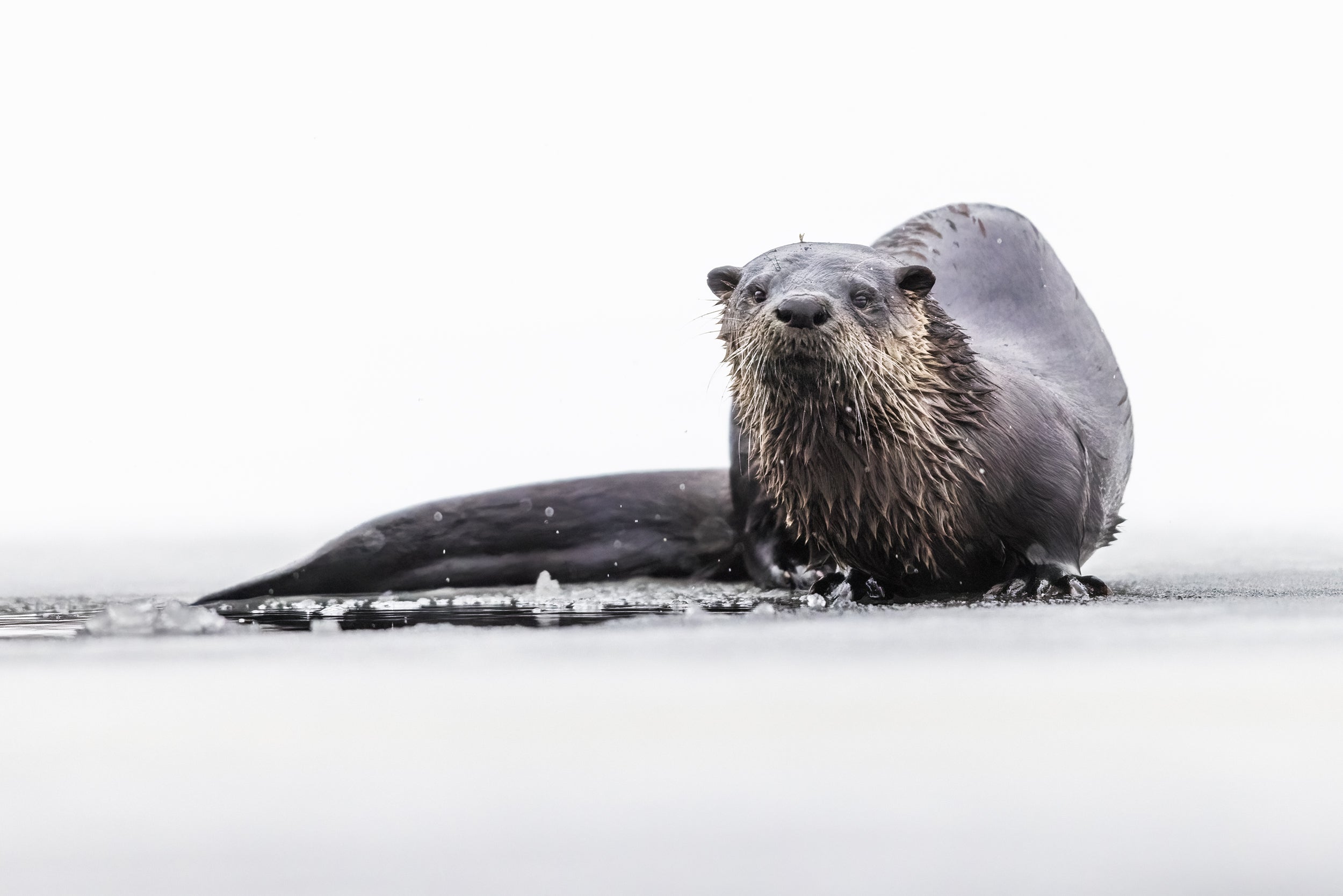 Loutre de rivière 041
