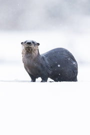Loutre de rivière 042