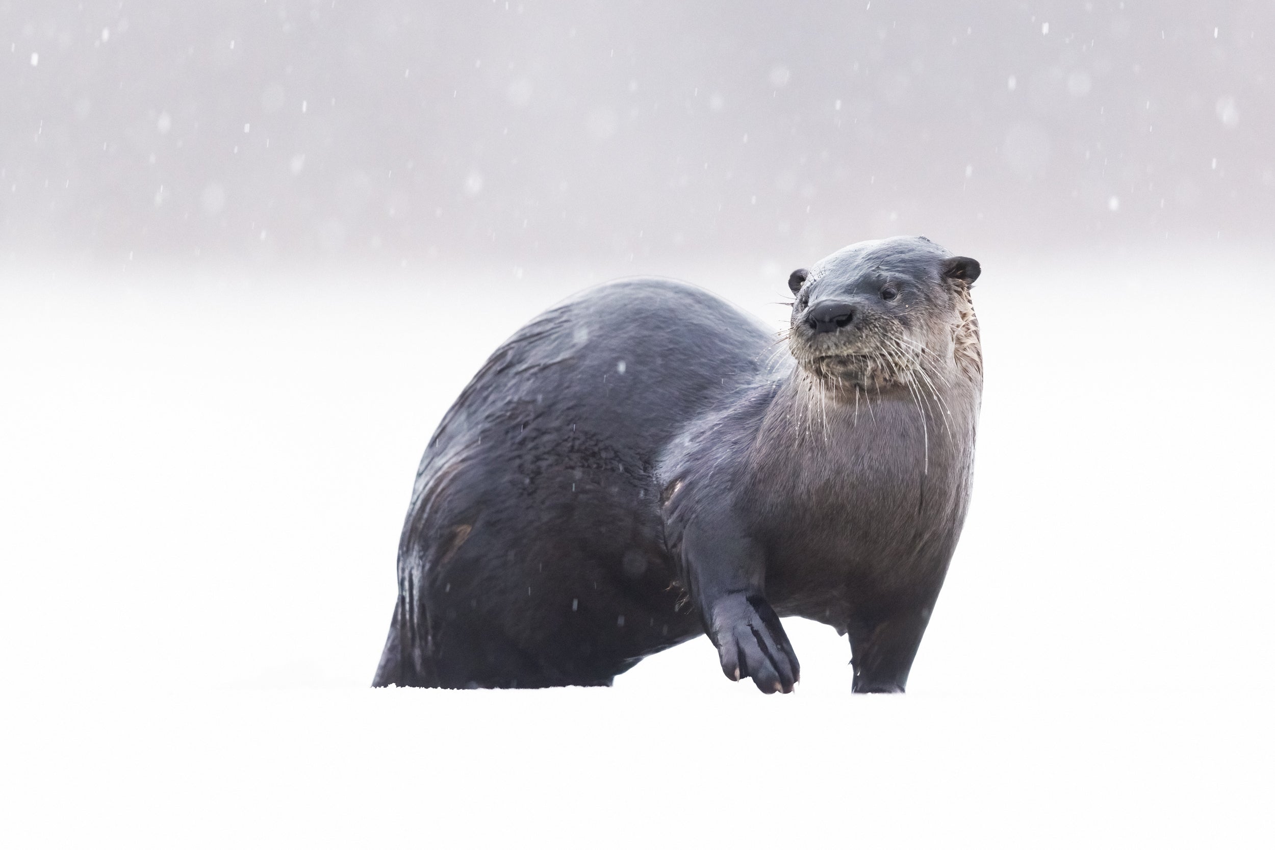 Loutre de rivière 044