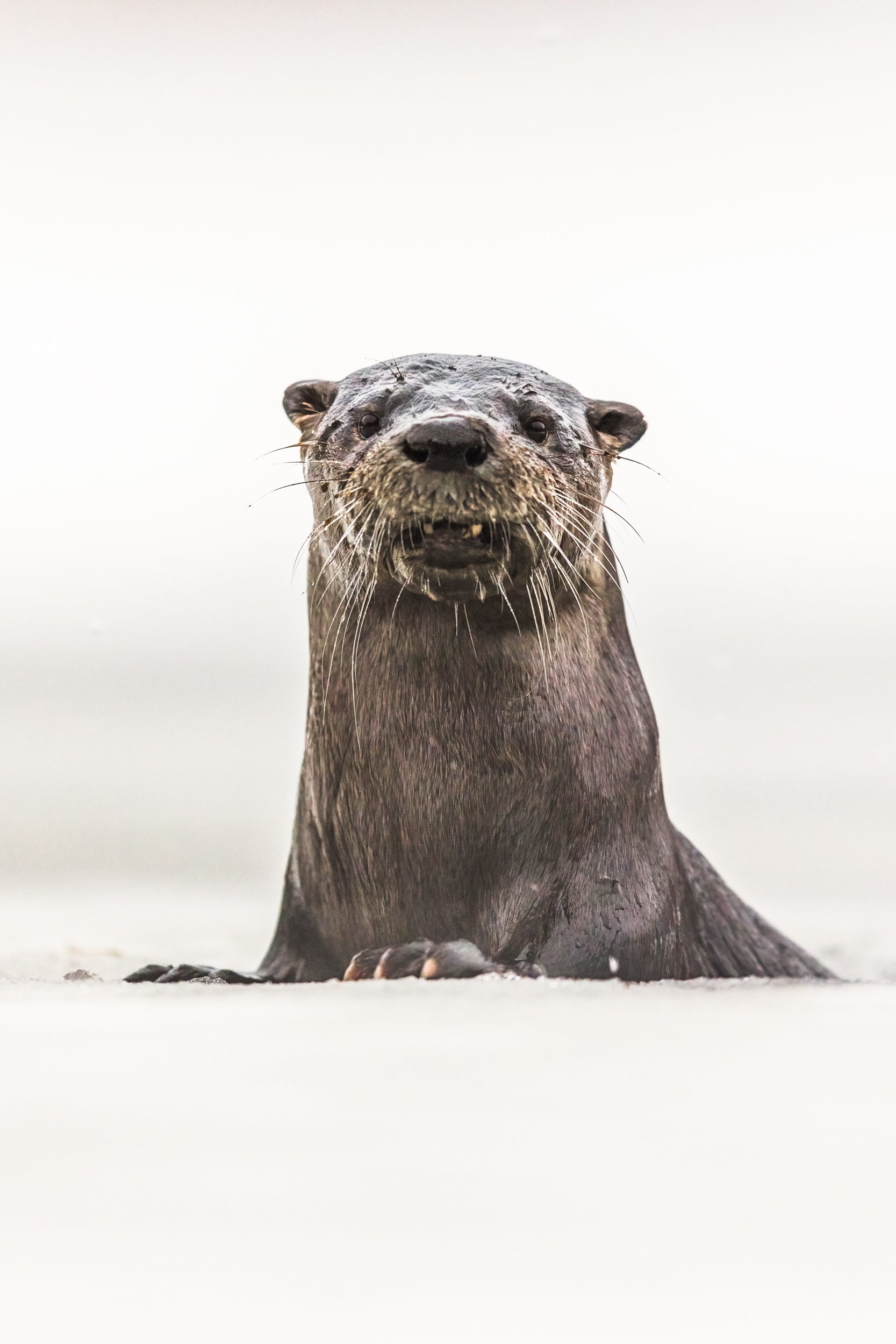Loutre de rivière 047