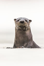 Loutre de rivière 047