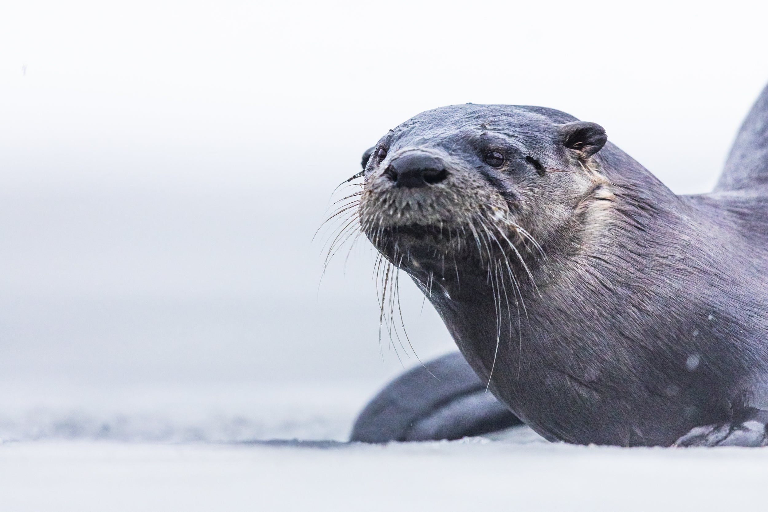 Loutre de rivière 048