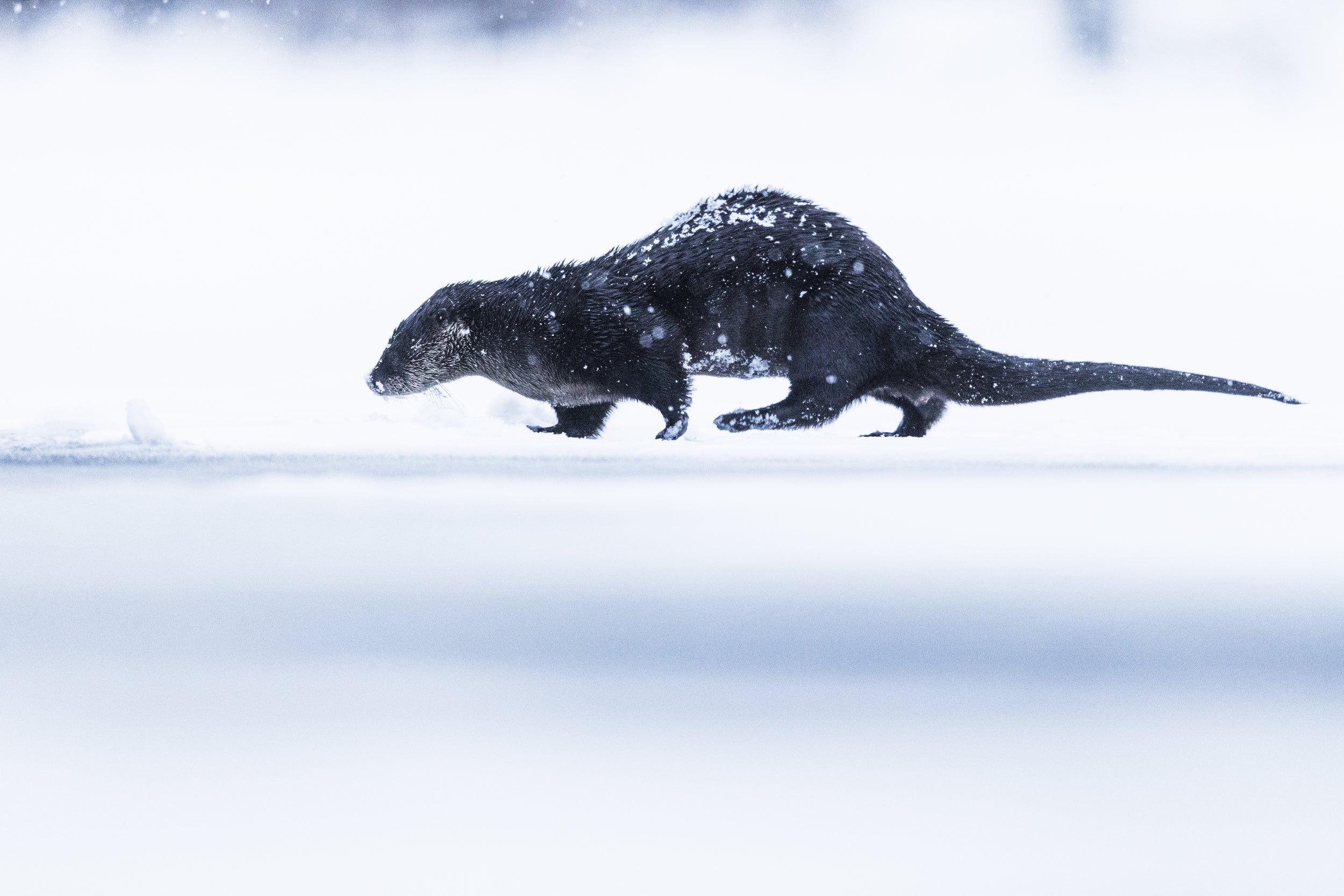 Loutre de rivière 051