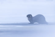 Loutre de rivière 055