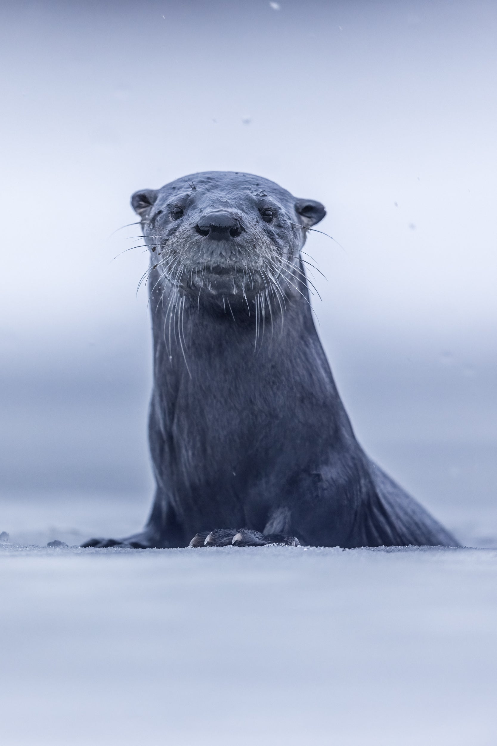 Loutre de rivière 056