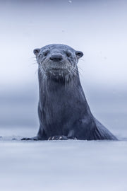 Loutre de rivière 056