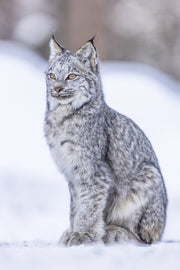 Lynx 033