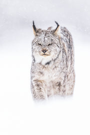 Lynx 008