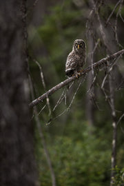 Chouette lapone - Été 013