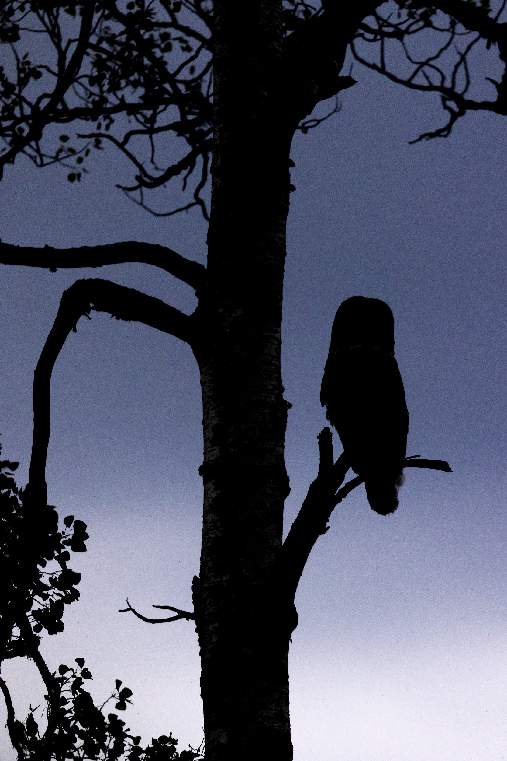 Chouette lapone - Été 017