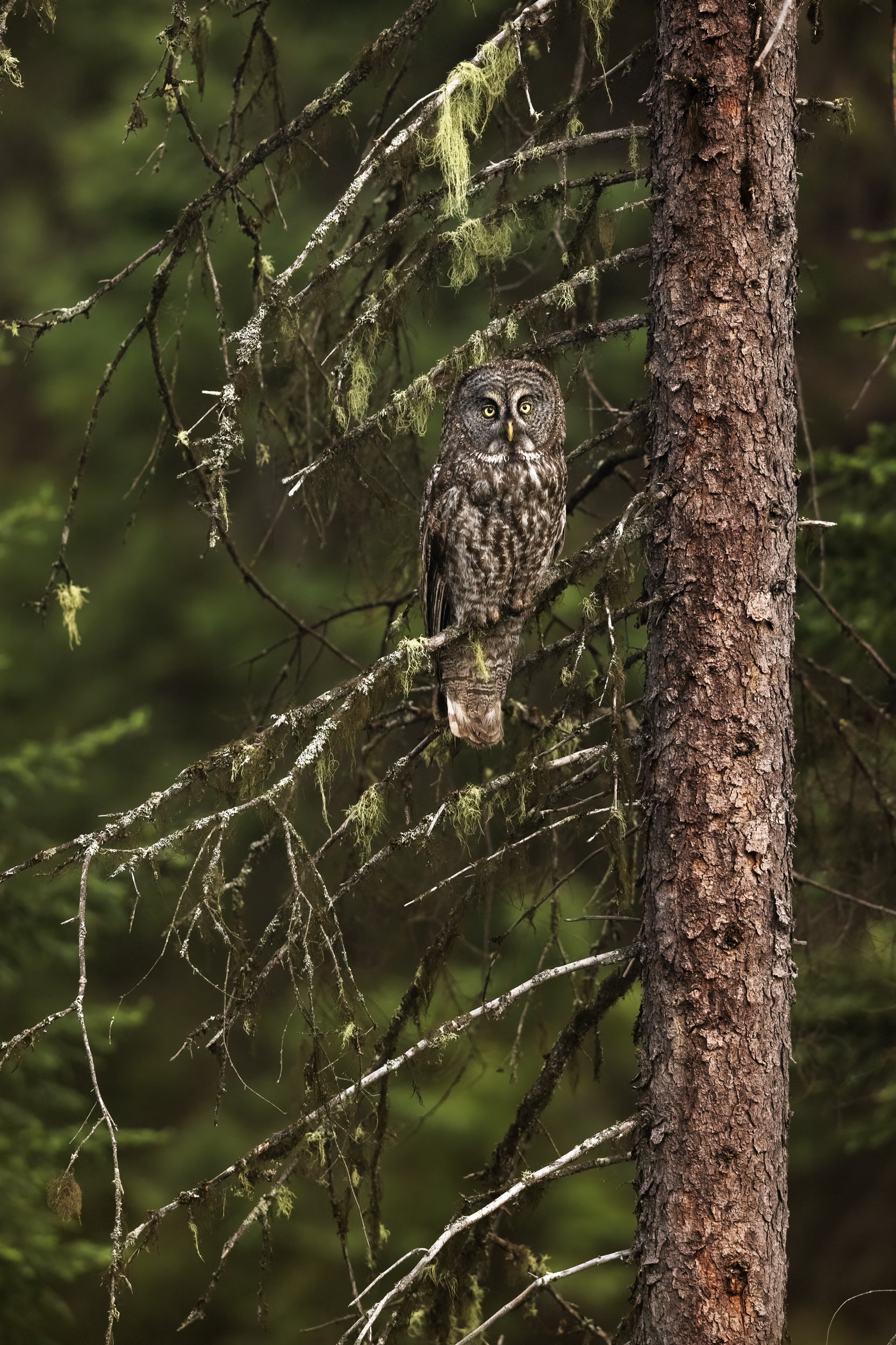 Chouette lapone - Été 019