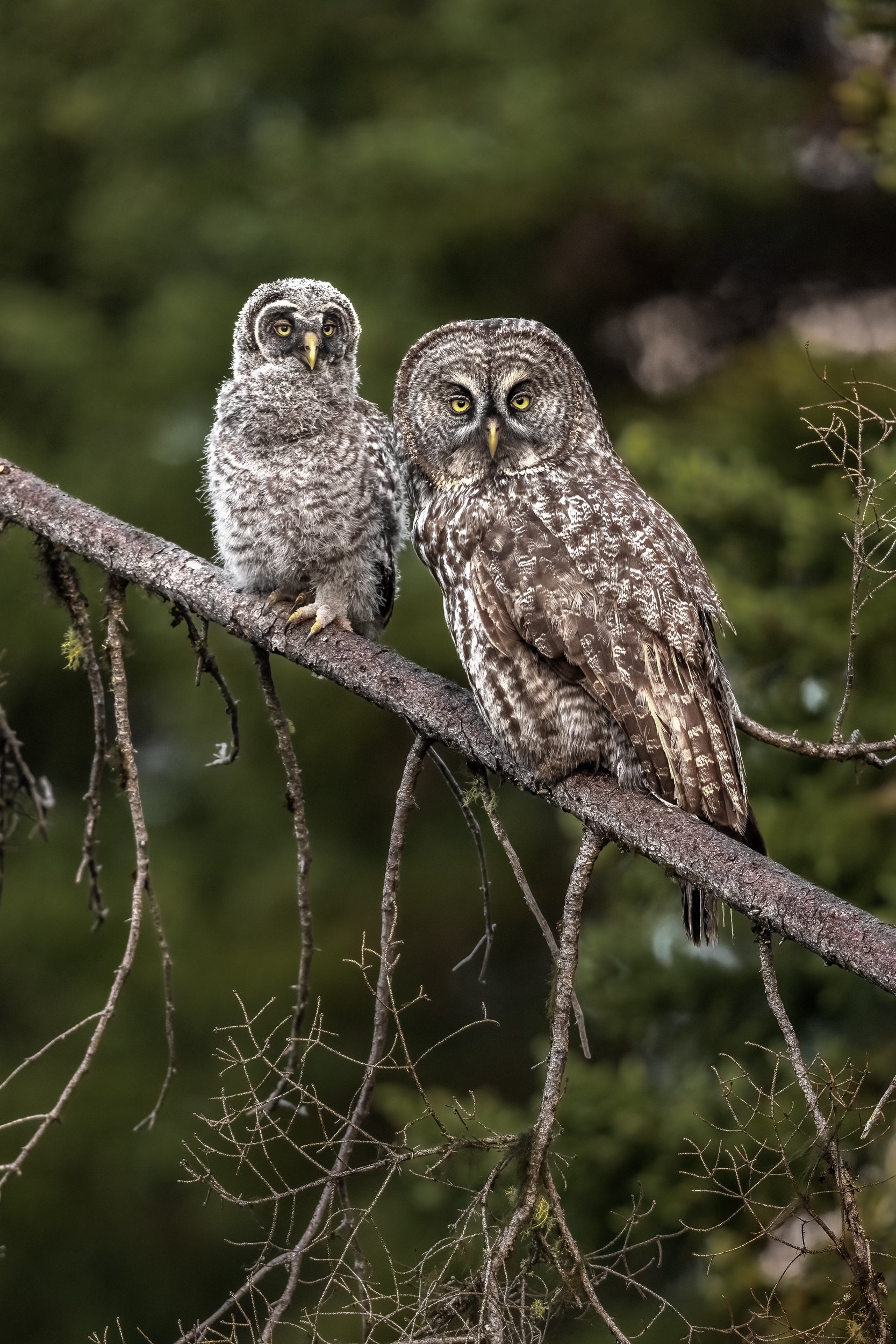 Chouette lapone - Été 022