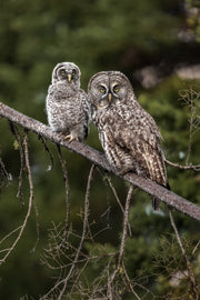 Chouette lapone - Été 022