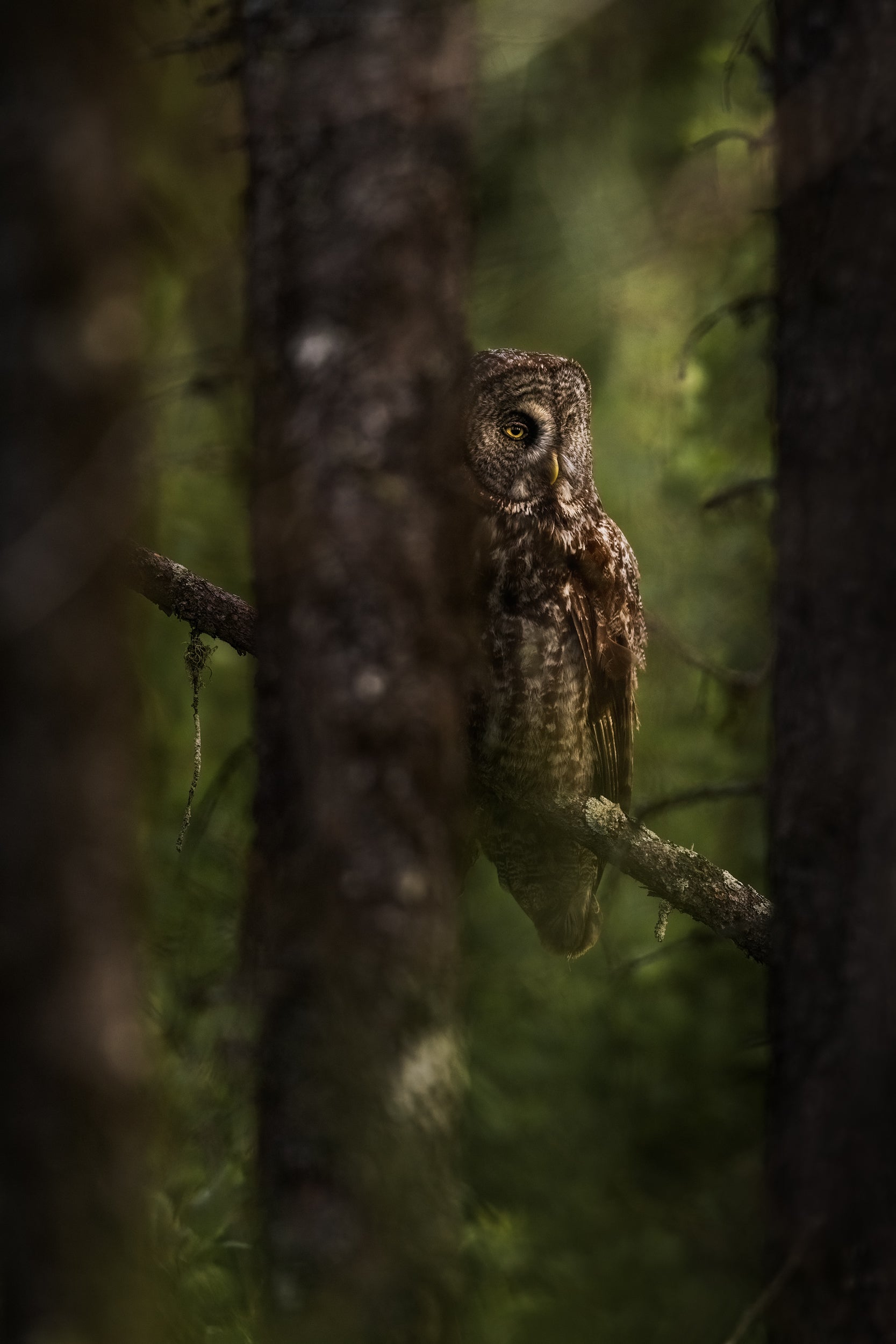 Chouette lapone - Été 023