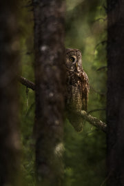 Chouette lapone - Été 023