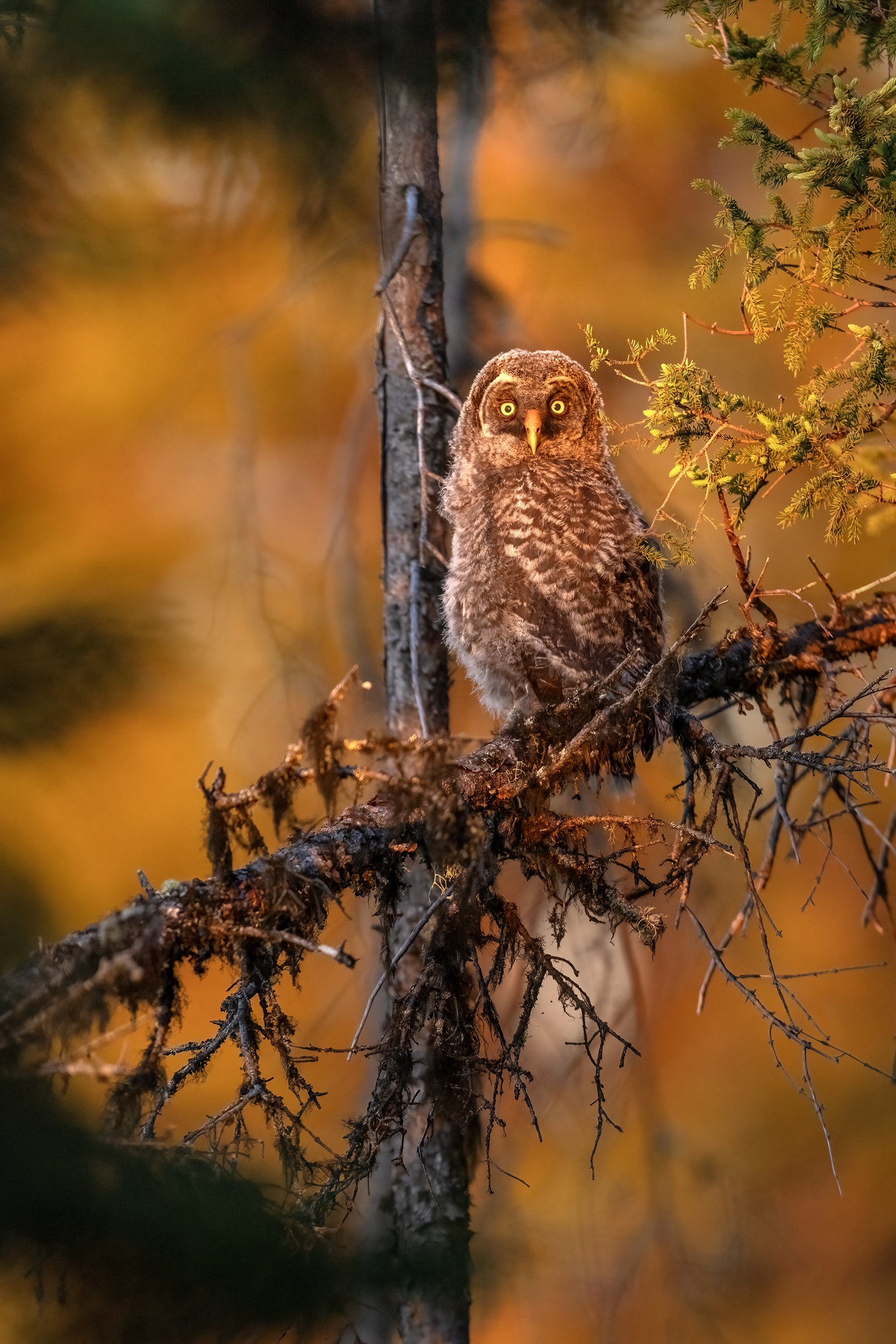 Chouette lapone - Été 027