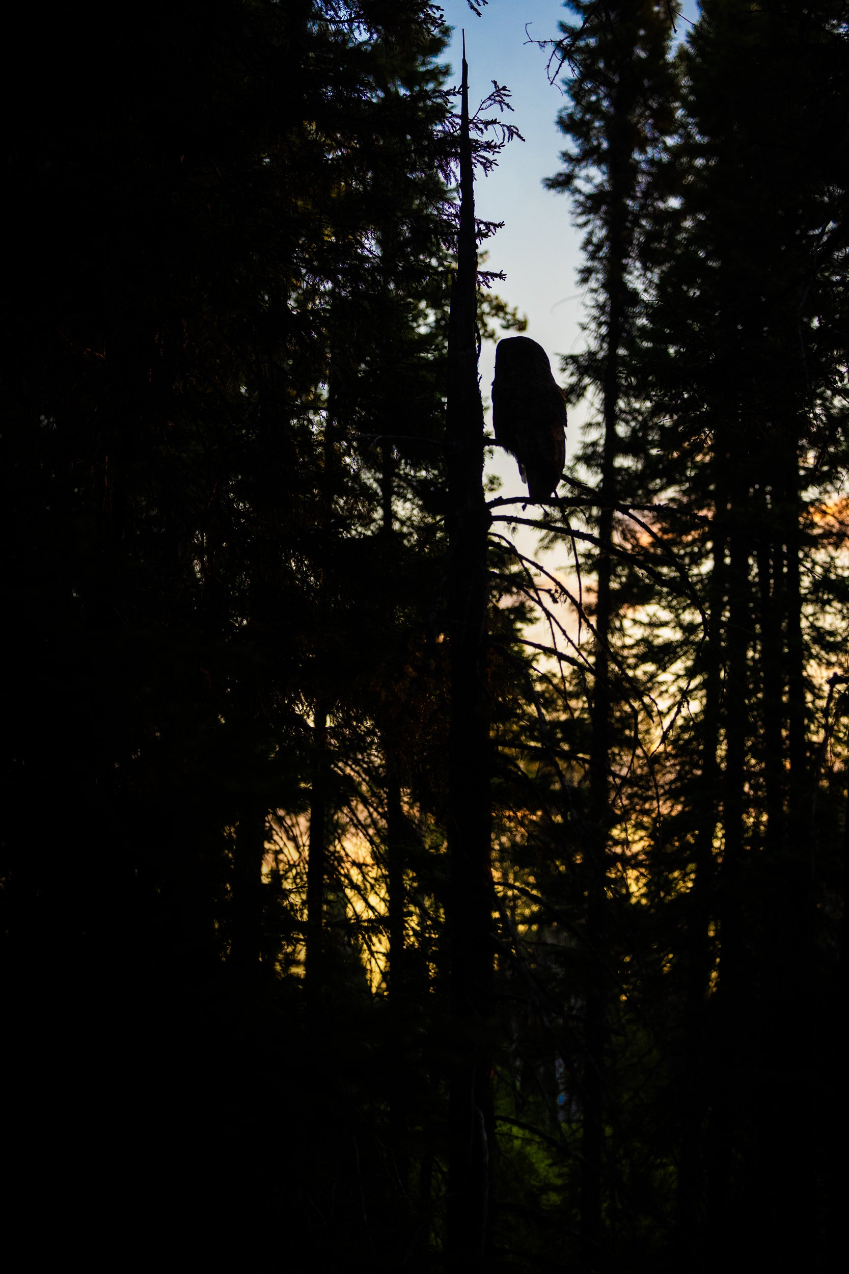 Chouette lapone - Été 003