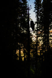 Chouette lapone - Été 003