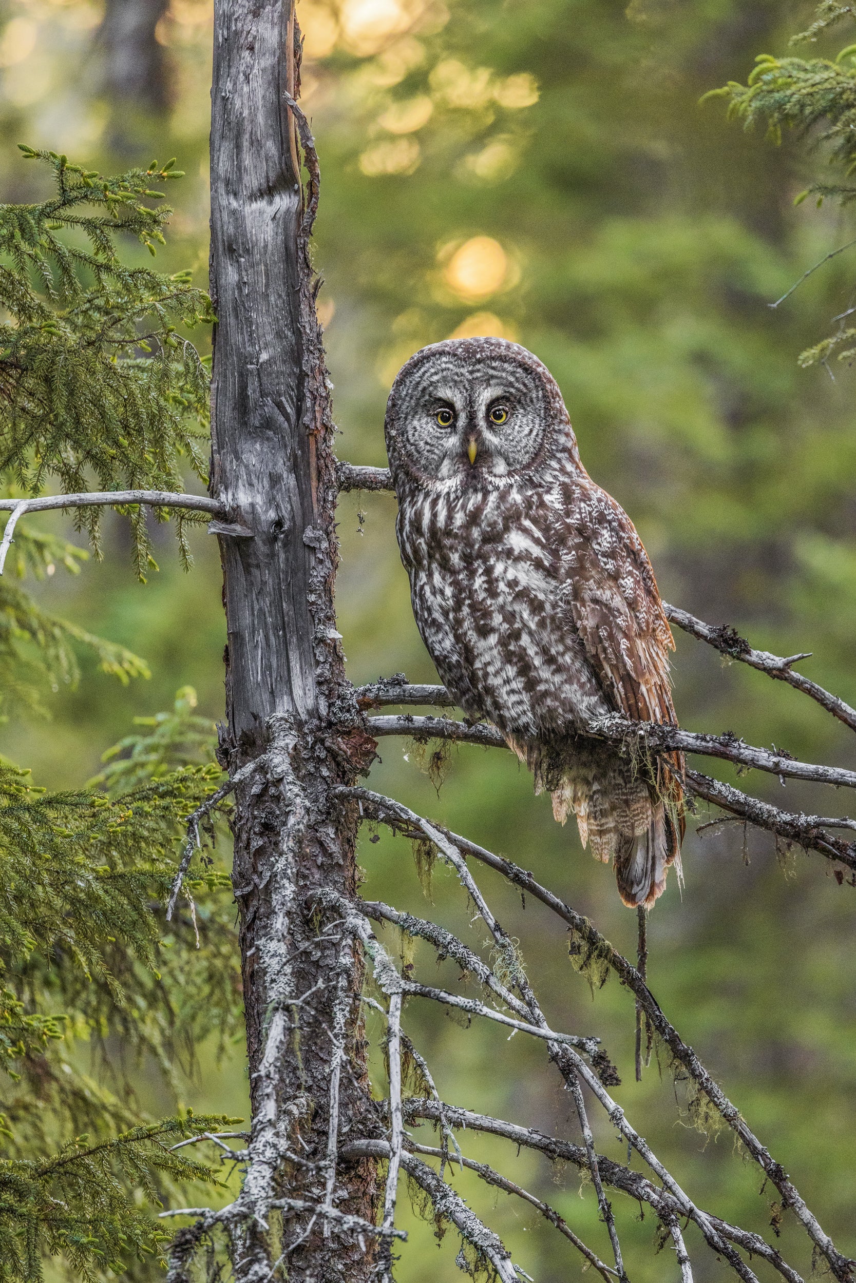 Chouette lapone - Été 031