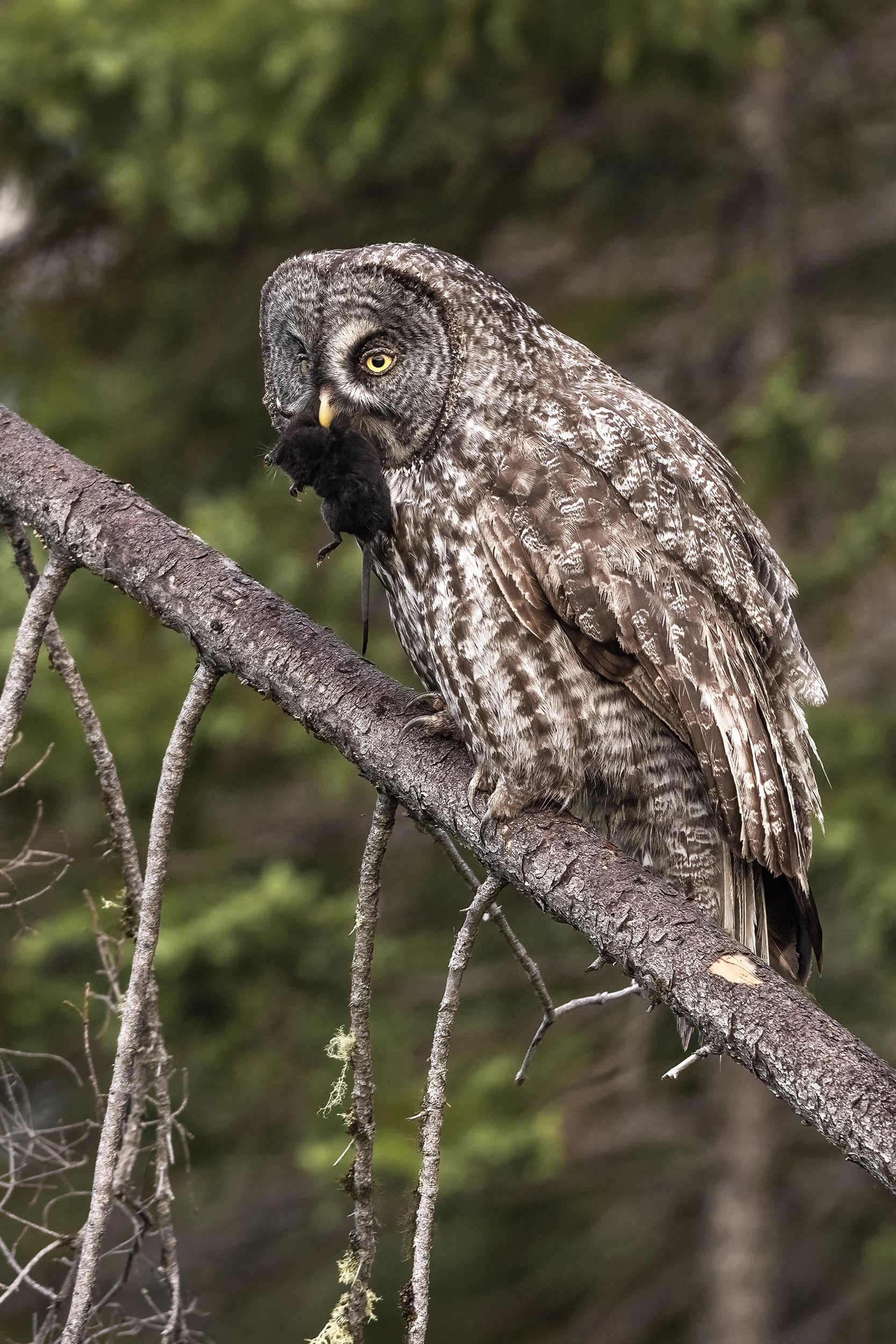 Chouette lapone - Été 034