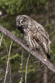 Chouette lapone - Été 034