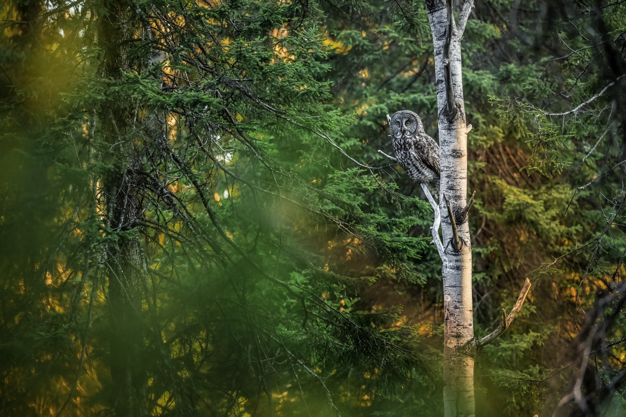 Chouette lapone - Été 004