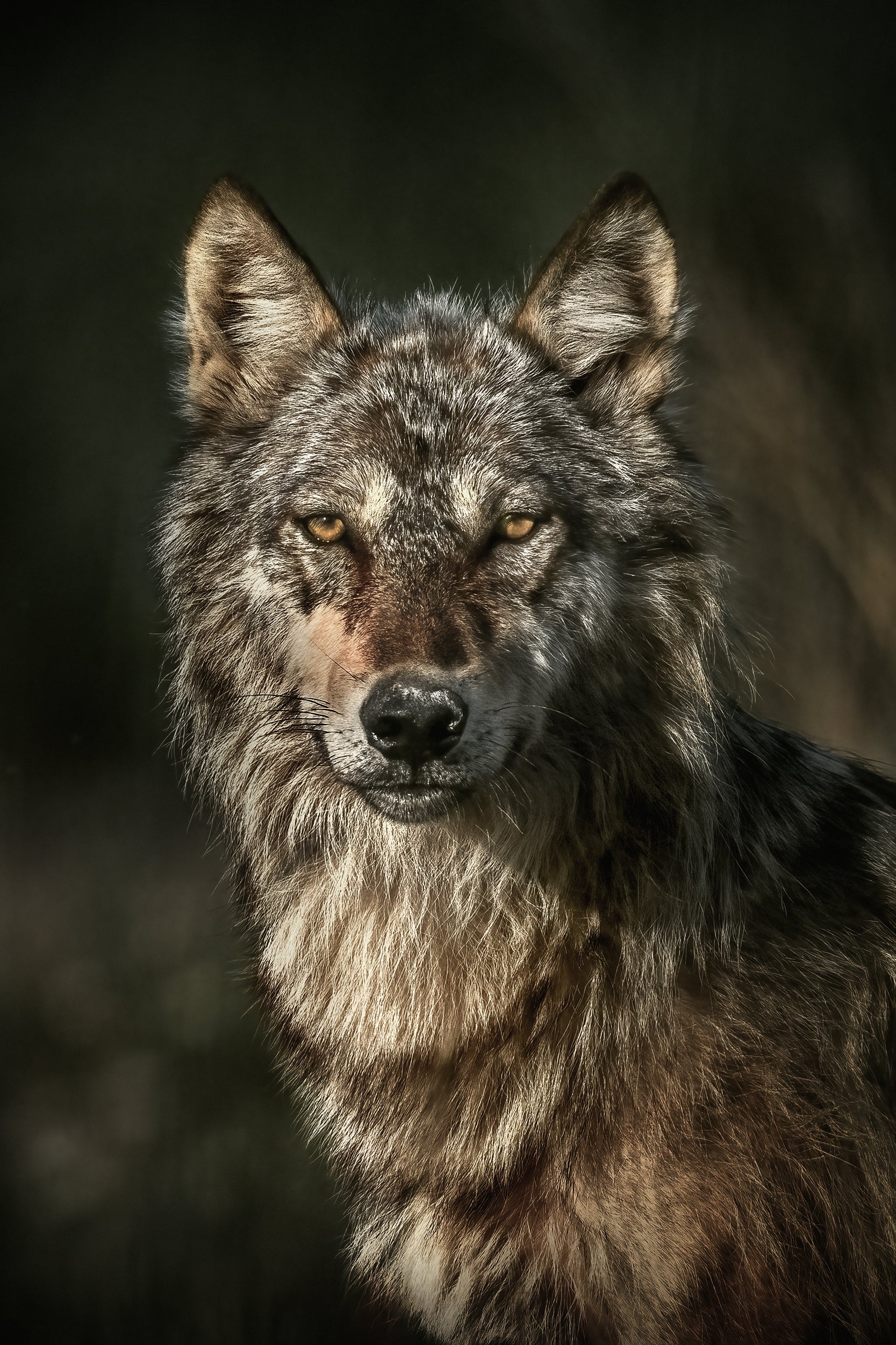 Loup gris - Été 01