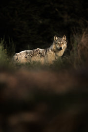 Loup gris - Été 010