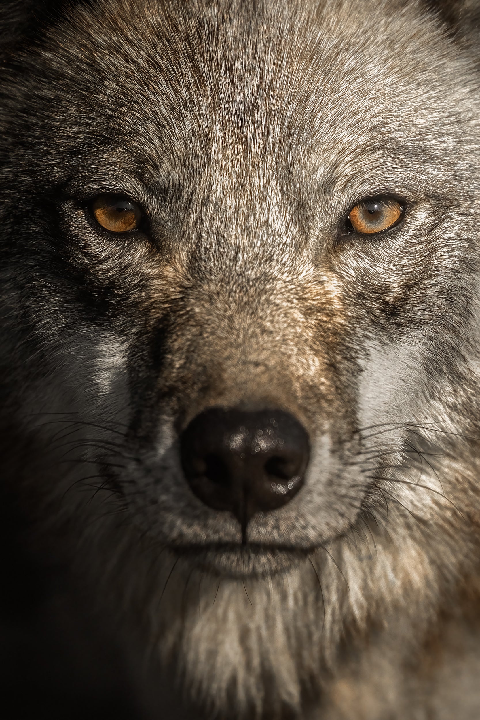 Loup gris - Été 012