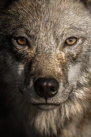 Loup gris - Été 012