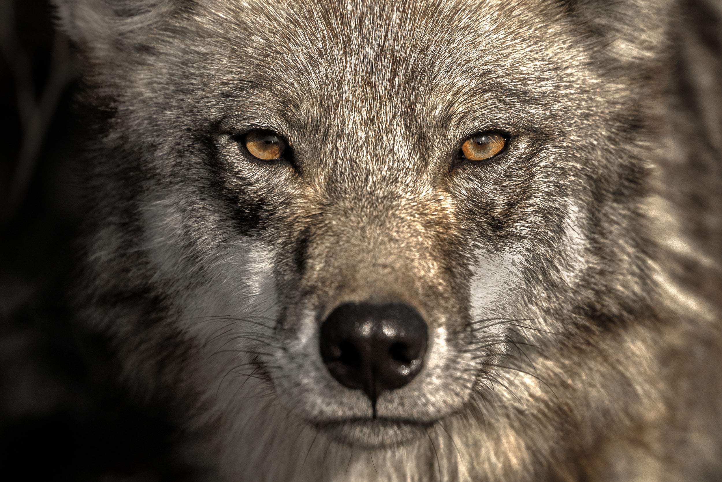 Loup gris - Été 013