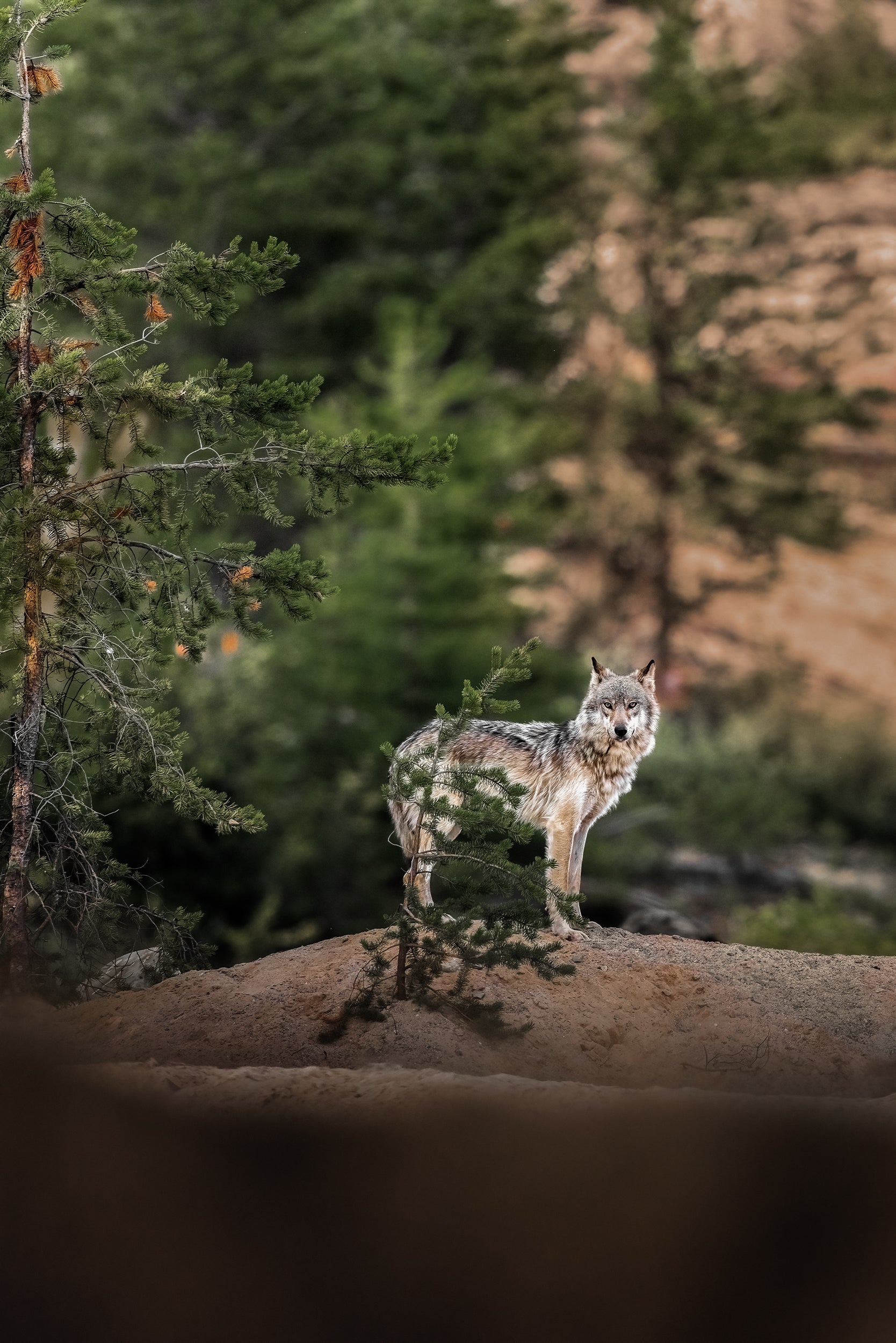 Loup gris - Été 014